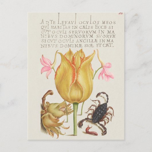 botanische illustratie briefkaart (Voorkant)