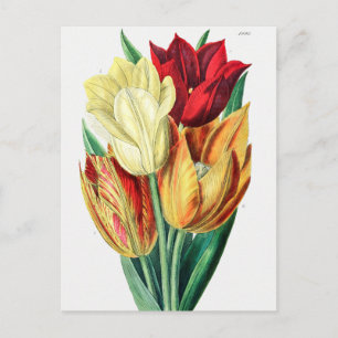  botanische illustratie briefkaart