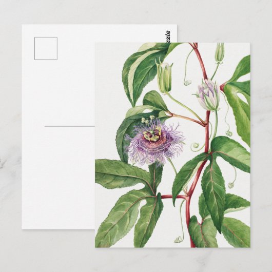  botanische illustratie briefkaart (Voorkant / Achterkant)