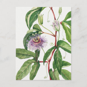 botanische illustratie briefkaart