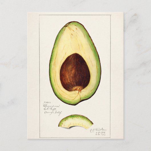 botanische illustratie briefkaart (Voorkant)