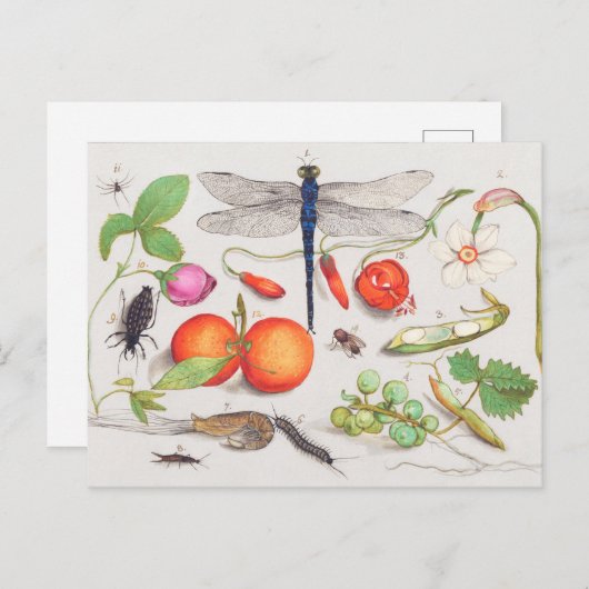  botanische illustratie briefkaart (Voorkant / Achterkant)