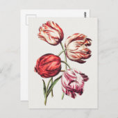  botanische illustratie briefkaart (Voorkant / Achterkant)