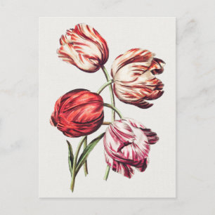 botanische illustratie briefkaart