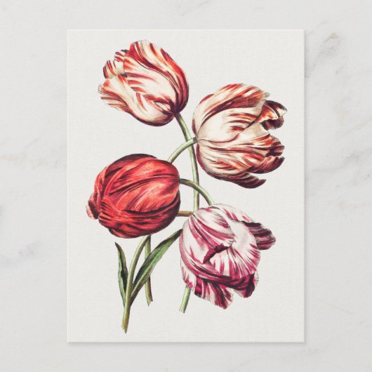  botanische illustratie briefkaart (Voorkant)