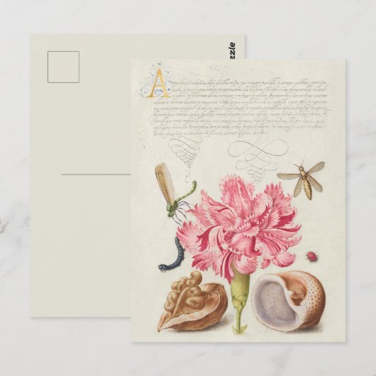  botanische illustratie briefkaart (Voorkant / Achterkant)