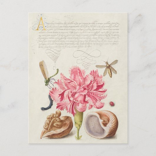  botanische illustratie briefkaart (Voorkant)