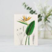  botanische illustratie briefkaart (Staand voorkant)