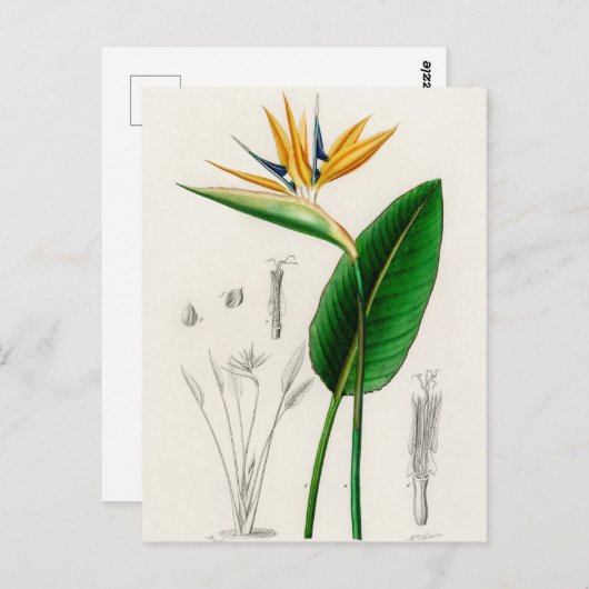  botanische illustratie briefkaart (Voorkant / Achterkant)