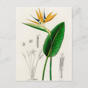  botanische illustratie briefkaart