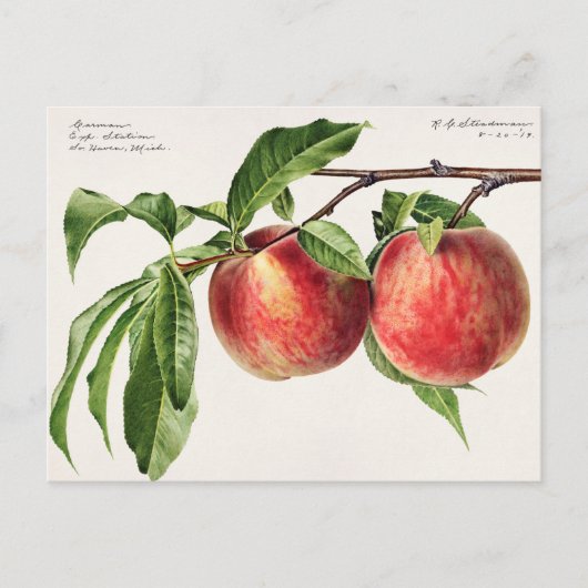  botanische illustratie briefkaart (Voorkant)