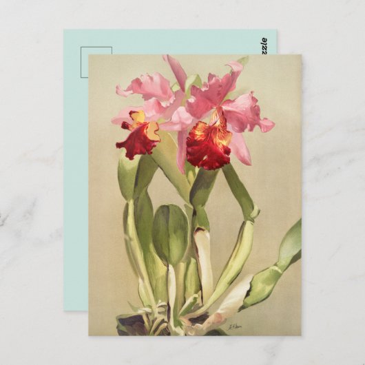  botanische illustratie briefkaart (Voorkant / Achterkant)