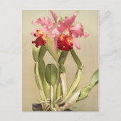  botanische illustratie briefkaart (Voorkant)