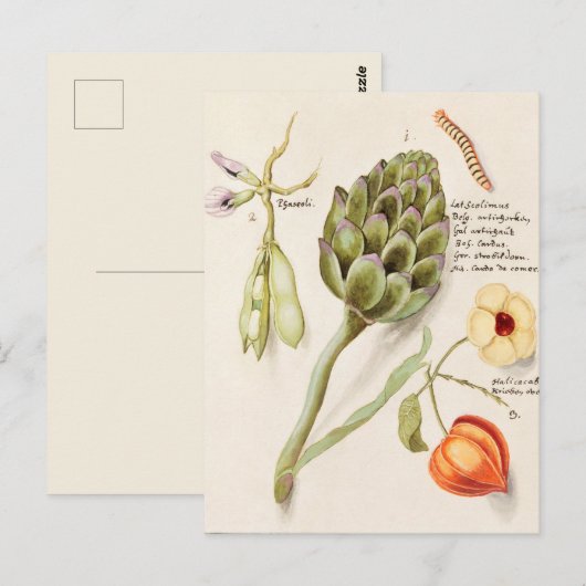 botanische illustratie briefkaart (Voorkant / Achterkant)
