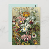  botanische illustratie briefkaart (Voorkant / Achterkant)