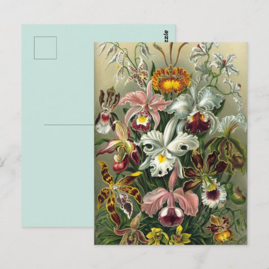  botanische illustratie briefkaart (Voorkant / Achterkant)