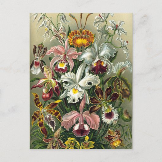 botanische illustratie briefkaart (Voorkant)