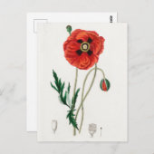  botanische illustratie briefkaart (Voorkant / Achterkant)