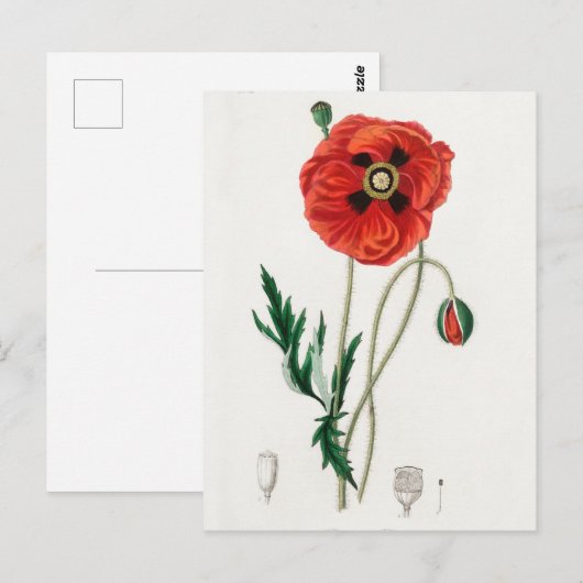 botanische illustratie briefkaart (Voorkant / Achterkant)