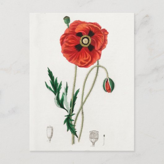  botanische illustratie briefkaart (Voorkant)