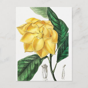 botanische illustratie briefkaart