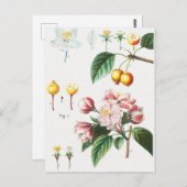  botanische illustratie briefkaart (Voorkant / Achterkant)