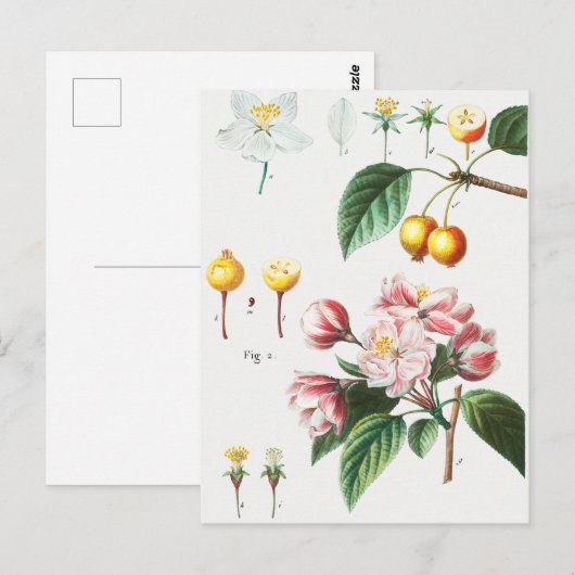 botanische illustratie briefkaart (Voorkant / Achterkant)