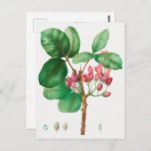  botanische illustratie briefkaart (Voorkant / Achterkant)