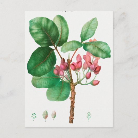  botanische illustratie briefkaart (Voorkant)