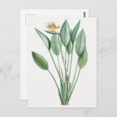  botanische illustratie briefkaart (Voorkant / Achterkant)