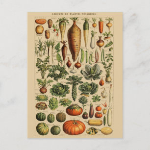 botanische illustratie briefkaart