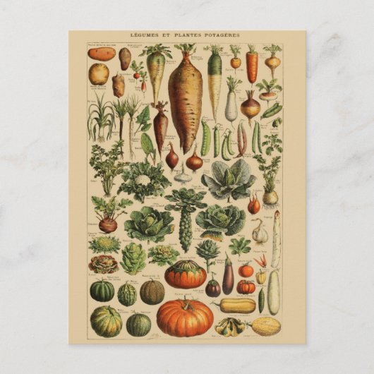  botanische illustratie briefkaart (Voorkant)
