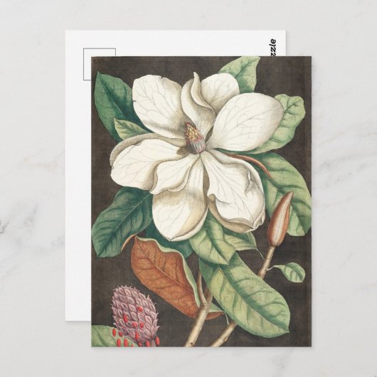  botanische illustratie briefkaart (Voorkant / Achterkant)