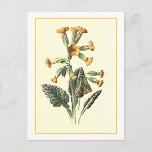 Botanische illustratie briefkaart (Voorkant)