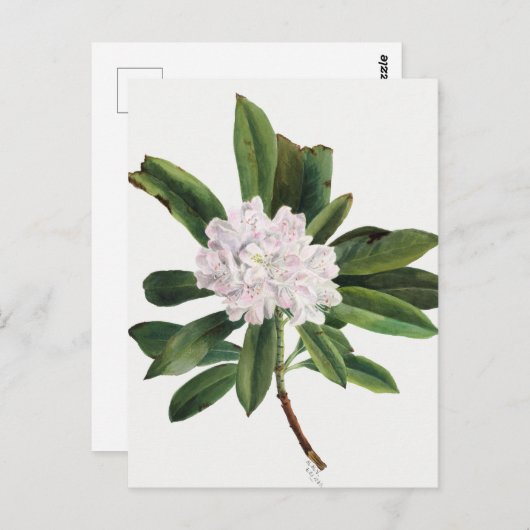  botanische illustratie briefkaart (Voorkant / Achterkant)