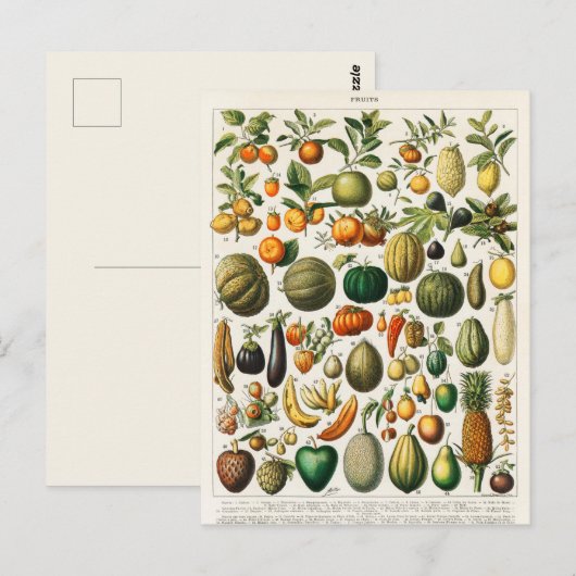  botanische illustratie briefkaart (Voorkant / Achterkant)