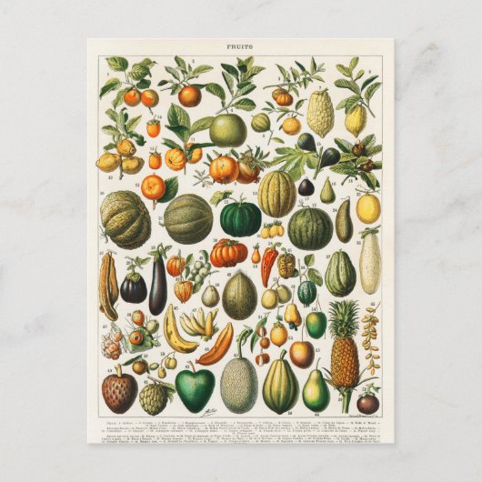  botanische illustratie briefkaart (Voorkant)