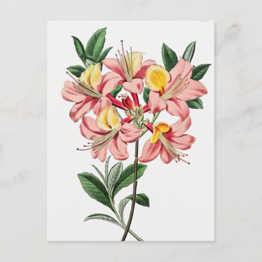  botanische illustratie briefkaart (Voorkant)