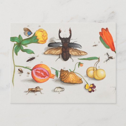 botanische illustratie briefkaart (Voorkant)