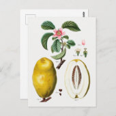  botanische illustratie briefkaart (Voorkant / Achterkant)
