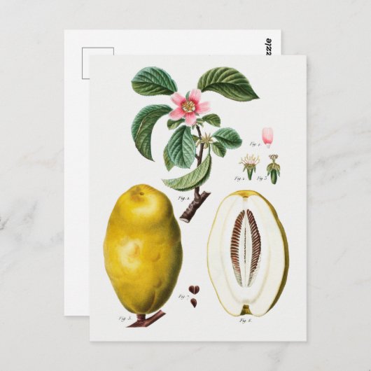  botanische illustratie briefkaart (Voorkant / Achterkant)