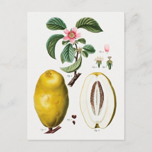  botanische illustratie briefkaart (Voorkant)