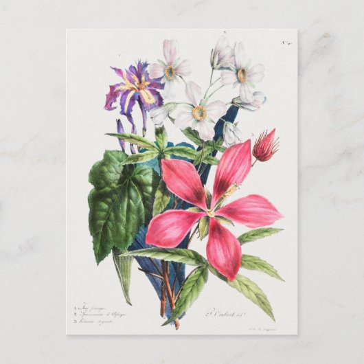  botanische illustratie briefkaart (Voorkant)