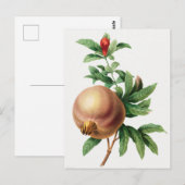 botanische illustratie briefkaart (Voorkant / Achterkant)