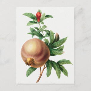  botanische illustratie briefkaart