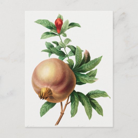 botanische illustratie briefkaart (Voorkant)