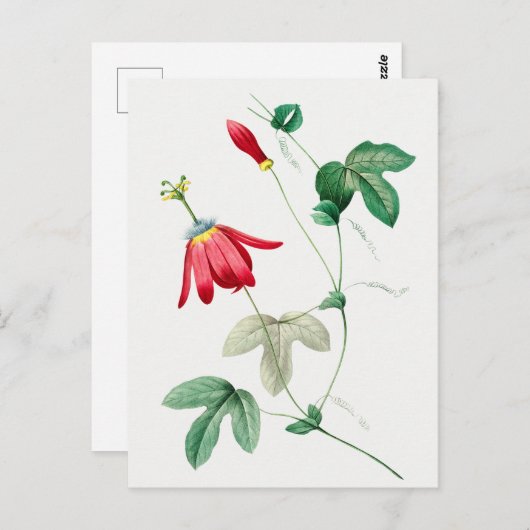 botanische illustratie briefkaart (Voorkant / Achterkant)