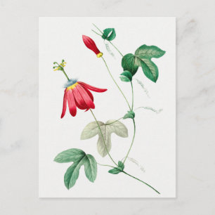 botanische illustratie briefkaart