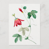 botanische illustratie briefkaart (Voorkant)