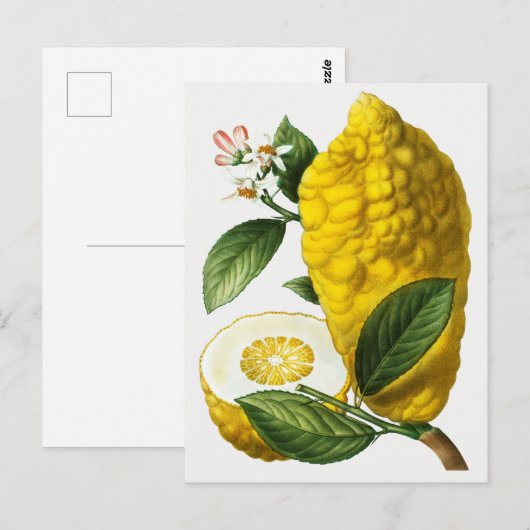  botanische illustratie briefkaart (Voorkant / Achterkant)